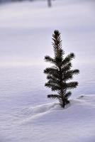 A small pine tree in the snow in the winter afternoon. A beautiful little Christmas tree in a winter field. Frozen spruce. photo