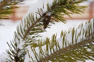 Winter forest in white snow. There is a lot of snow on pine branches in the forest. Beautiful winter forest with snow and Christmas trees. photo