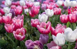 flor de tulipán rosa a principios de la temporada de primavera jardín con espacio de copia para el concepto de diseño