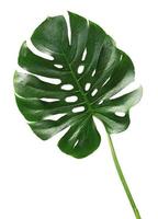 Monstera tropical leaf with water drops isolated on white background. photo