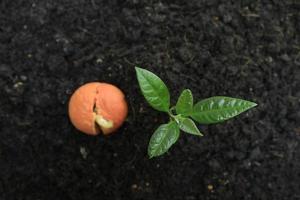 Avocado sprout and germinated seed from soil. photo