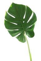 Monstera leaf isolated on white background photo