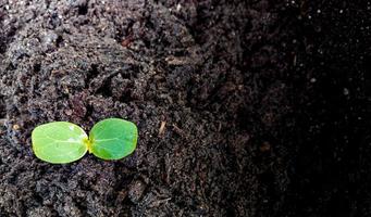 Small green sprouts sprouting on the black soil.  black space copy  environmental design template ecology organic food plant nutrition photo