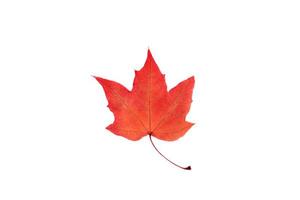 One transparent red leaf on isolated white background. photo