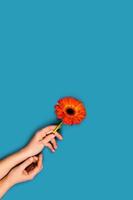 Blue background with hands and one flower. photo