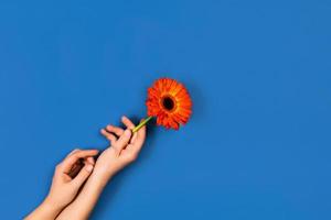 Blue background with hands and one flower. photo