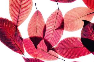 Close up with red leaves on isolated white background. photo