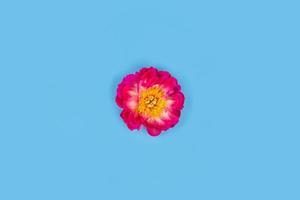 Beautiful peony on blue background, top view. photo