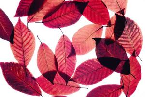 Close up with red leaves on isolated white bakground. photo