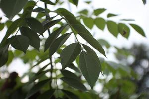 hoja verde con una vista detrás del desenfoque y el cielo. foto