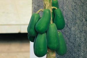 Some papayas that are still young are still attached to the tree. photo