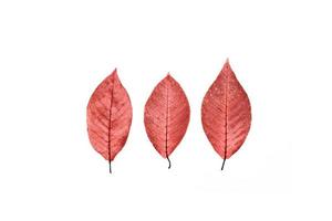 tres hojas rojas transparentes sobre fondo blanco aislado. foto