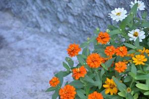 Closeup zinnia flower pot which places near the cement wall of the house, soft and selective focus, home decorating concept. photo