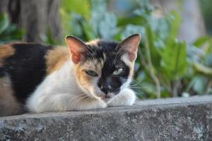 gato siam o gato tailandés sentado y acostado bajo el árbol, enfoque suave y selectivo. foto