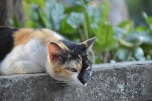 gato siam o gato tailandés sentado y acostado bajo el árbol, enfoque suave y selectivo. foto