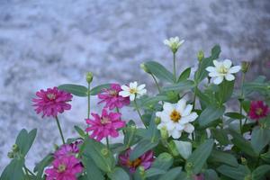 Closeup zinnia flower pot which places near the cement wall of the house, soft and selective focus, home decorating concept. photo