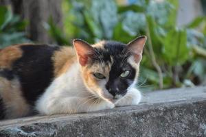 gato siam o gato tailandés sentado y acostado bajo el árbol, enfoque suave y selectivo. foto