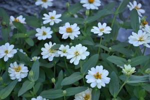 maceta de flores de zinnia que se coloca cerca de la pared de cemento de la casa, enfoque suave y selectivo, concepto de decoración del hogar. foto