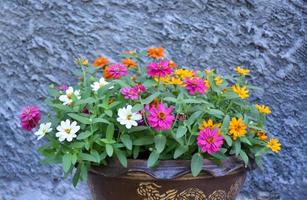 Closeup zinnia flower pot which places near the cement wall of the house, soft and selective focus, home decorating concept. photo