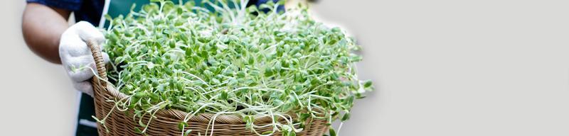 Sunflower sprout in wicker basket holding in hands of gardener for food, soft and selective focus on sunflower sprout. photo