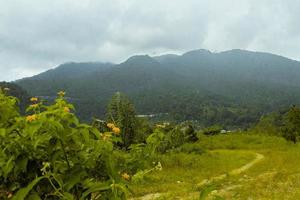 A landscape in Sibolangit, North Sumatera during bright weather little cloudy with a foreground of some flowers and the subject of sibayak mountain photo