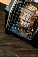 Man with domestic cat in a pet carrier traveling on the street photo