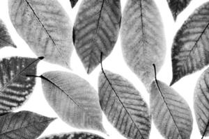 Close up with leaves on isolated white background. photo