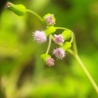 Closeup of flower photo