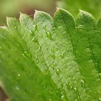 gotas de lluvia en la hoja de fresa foto