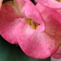 Euphorbia Milii Flowers photo