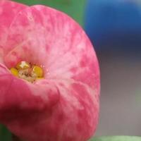 Euphorbia Milii Flowers photo