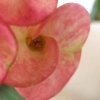 Euphorbia Milii Flowers photo