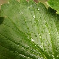 Raindrops on strawberry leaf photo