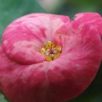 Euphorbia Milii Flowers photo