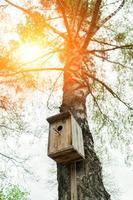 casita para aves en un abedul al sol foto