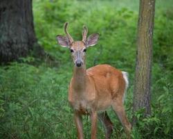 young buck with velvet antlers in woods