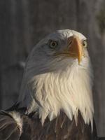 primer plano de un águila calva en un zoológico foto