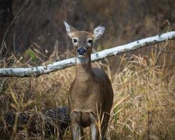 single doe deer standing in a field