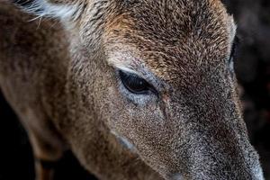 closeup of deer head