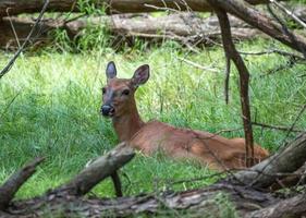 doe deer lying in a field photo