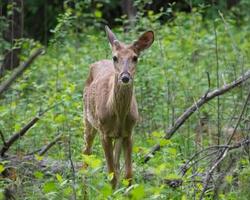 young buck with nubby antlers in woods photo