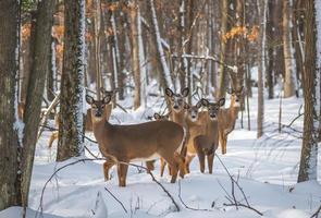 group of deer in snow in woods during winter photo