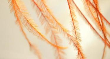 Decorative feathers texture. Abstract orange color synthetic feathers close-up photo. Light feathers sway in the wind. Soft orange material. Lightness concept. Warm colors. Eco feathers. photo