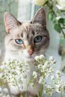 Cat with beautiful blue eyes. Cat and bouquet of white gypsophila flowers. Ojos Azules breed cat. Beige and white colors kitty face portrait. Light spring photography. photo