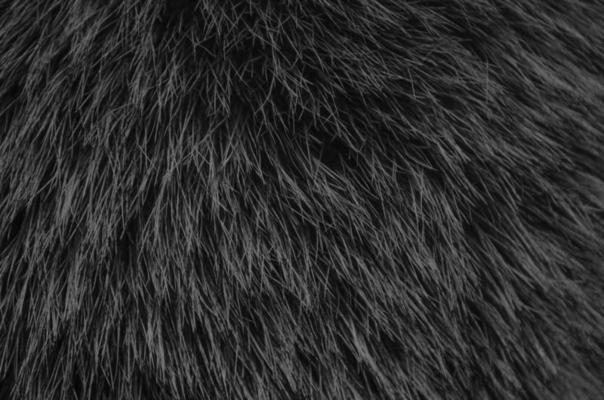 Black Cat Fur Texture - Free High Resolution Photo