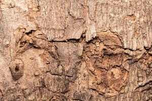 Old Wood Tree Texture Background. texture of bark wood use as natural background. photo