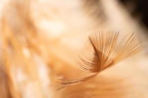 las plumas de pollo se atan a una pluma de madera para limpiarlas. hermosas plumas abstractas y textura de plumas amarillas suaves. foto