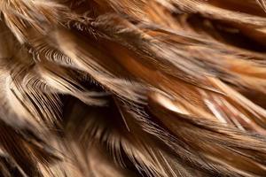 The chicken feathers are tied into a wooden feather for cleaning. Beautiful abstract feathers and soft yellow feather texture.
