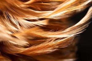 The chicken feathers are tied into a wooden feather for cleaning. Beautiful abstract feathers and soft yellow feather texture. photo