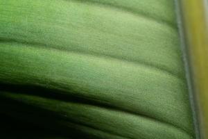 hojas de banana. fondo de textura de hoja verde fresca retroiluminada. foto